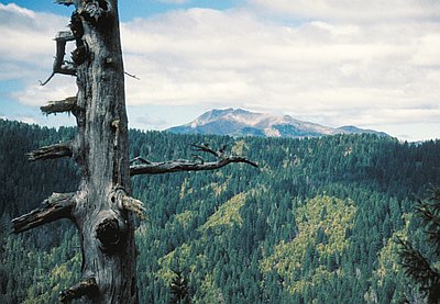 Kalmiopsis Wilderness