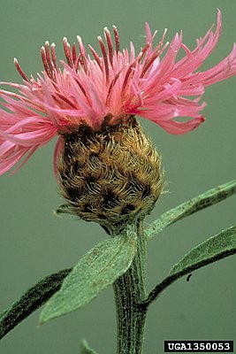 Meadow knapweed