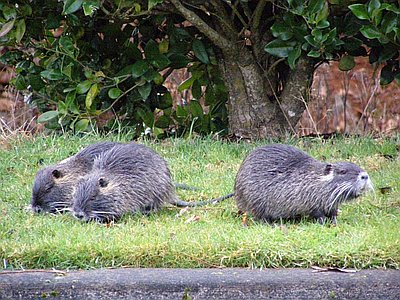 nutria
