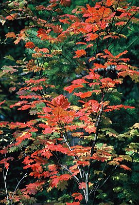 Socrates Tryon (1816-1855)