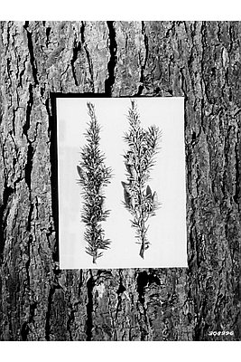 Western hemlock