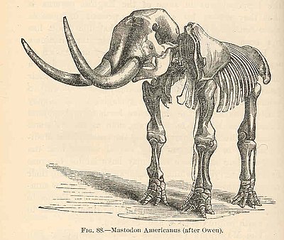 Mastodons in Oregon