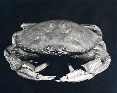 crab