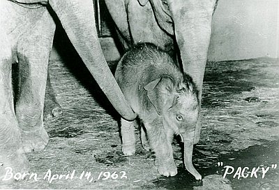 Packy the elephant (1962-2017)