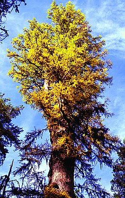 Western larch