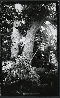 William A. Langille (1868-1956)