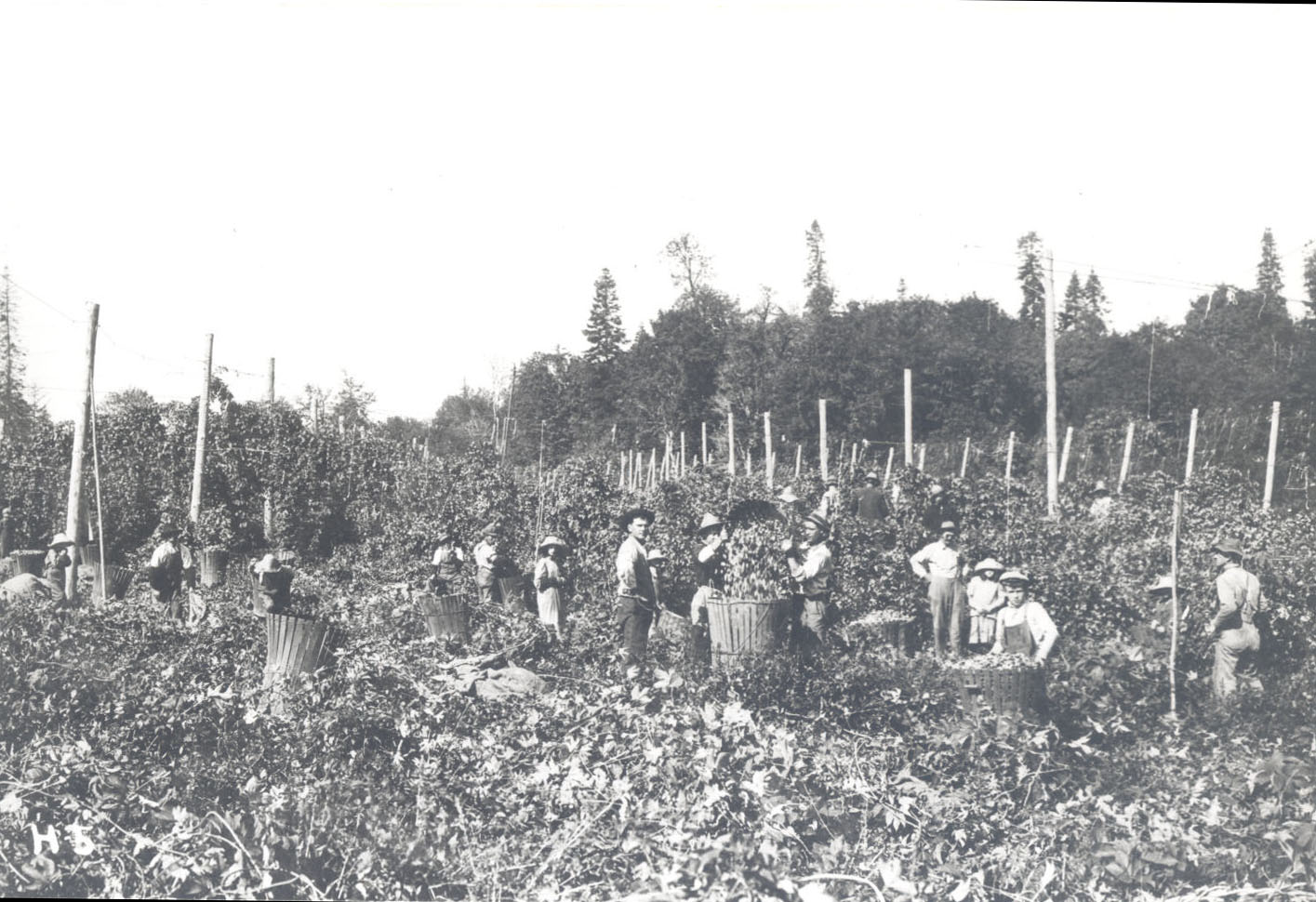 Tualatin, hops field, 1910