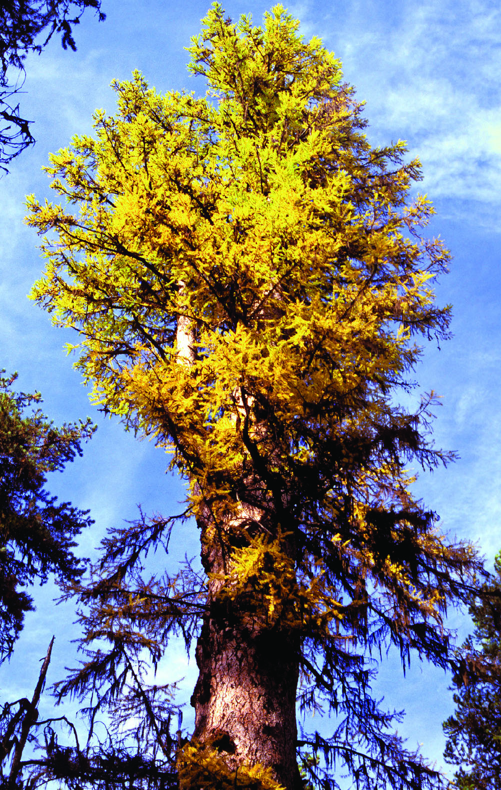 Western larch